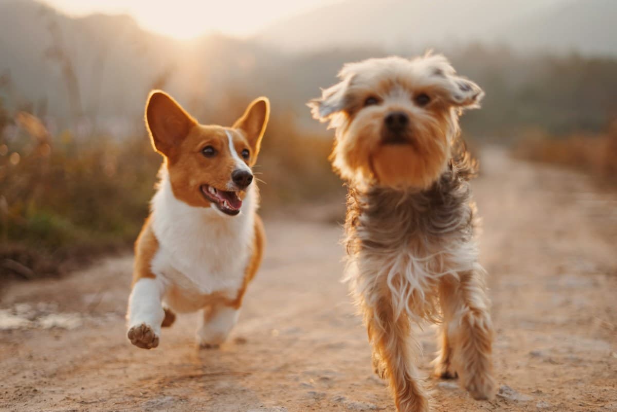 Two dogs running together along a green path