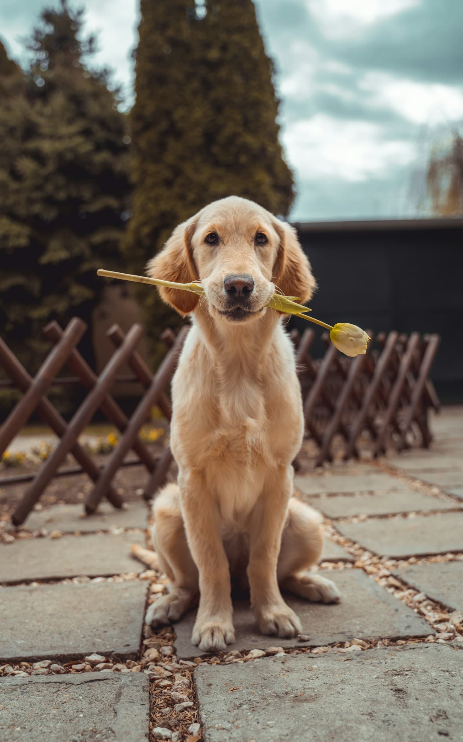 Golden retriever enjoying a quiet afternoon outside